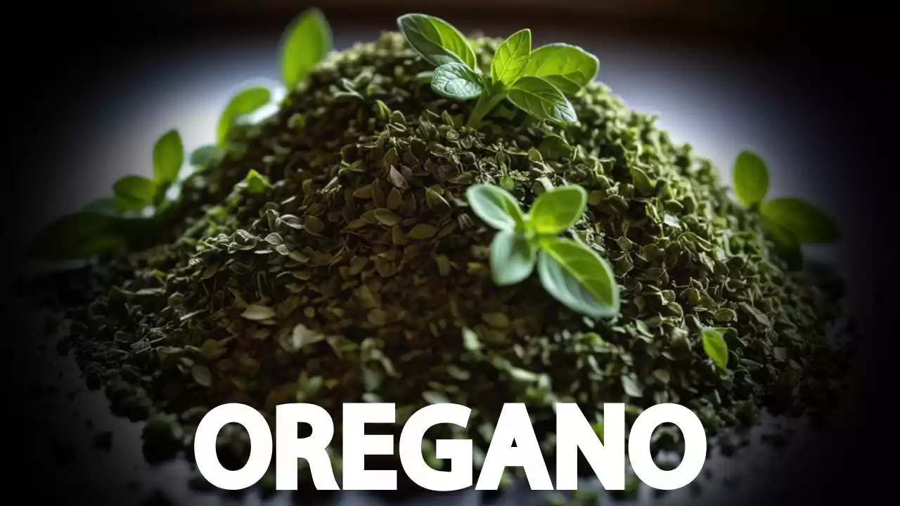 Properties of Oregano and Its Ayurvedic Treatments